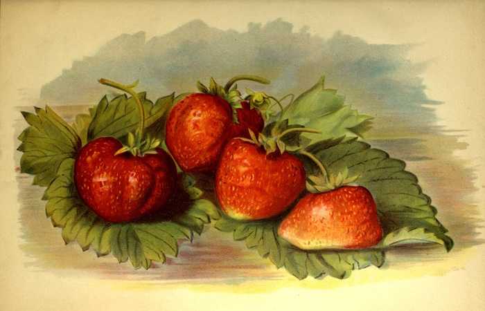 рисунок клубники